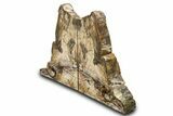 Tall Colorful Petrified Wood Bookends - Washington #322073-2